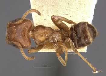 Media type: image;   Entomology 21324 Aspect: habitus dorsal view